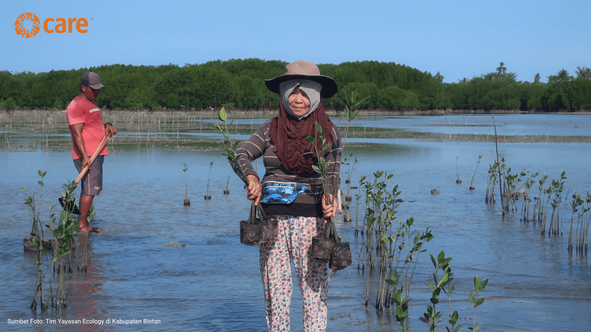 cover artikel mangrove